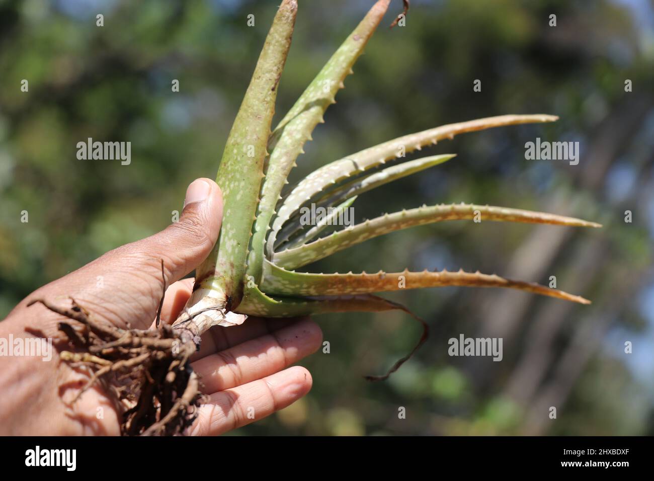 Main tenant une plante de vera d'aloès avec des racines en développement prêtes à être transplantées dans des pots ou la terre Banque D'Images