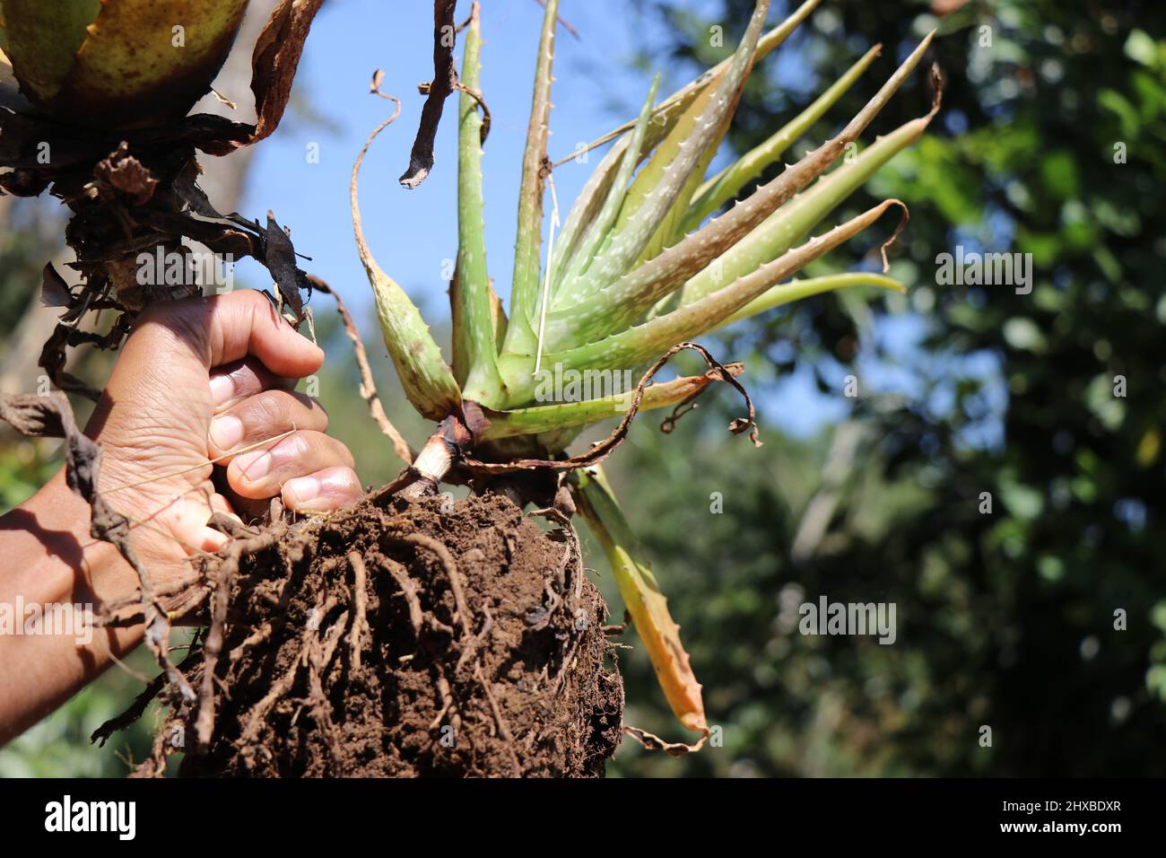 Le système racine d'une plante d'Aloe vera après avoir été tiré d'un pot de jardin. L'aloe vera est cultivé pour sa propriété médicinale Banque D'Images
