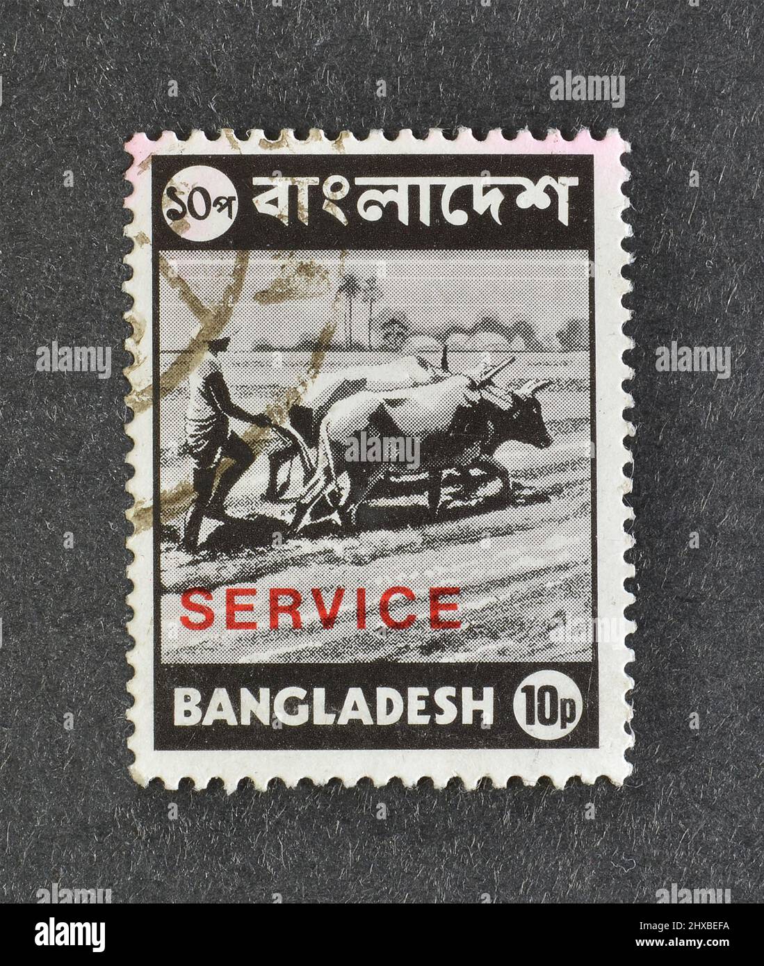Timbre-poste annulé imprimé par le Bangladesh, qui montre des taureaux labourant, vers 1976. Banque D'Images