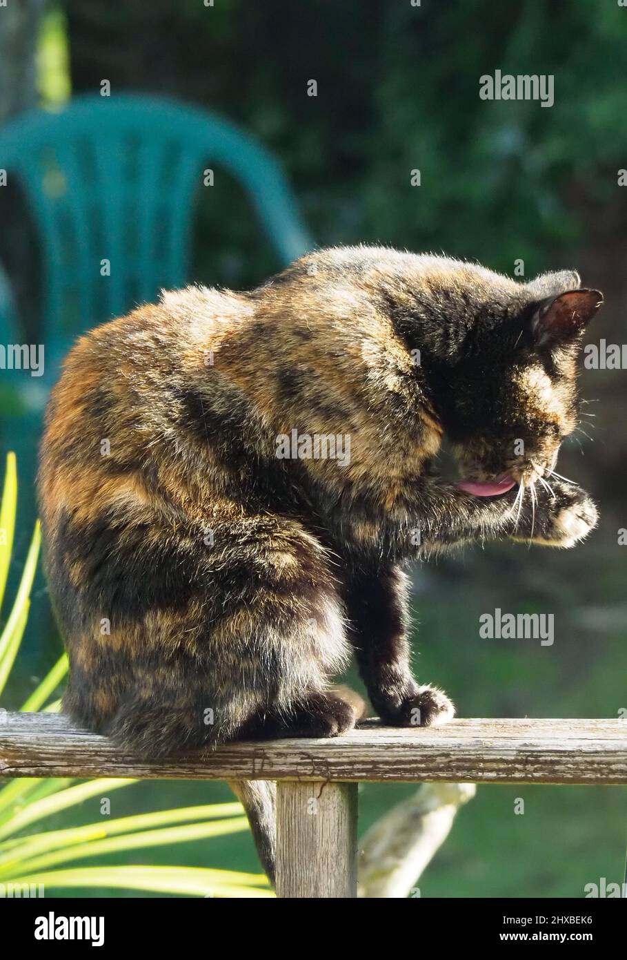 Un chat tortoiseshell léchant sa patte tout en étant assis au soleil Banque D'Images