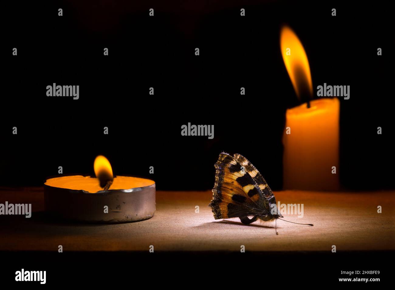 La mort d'un papillon Banque D'Images