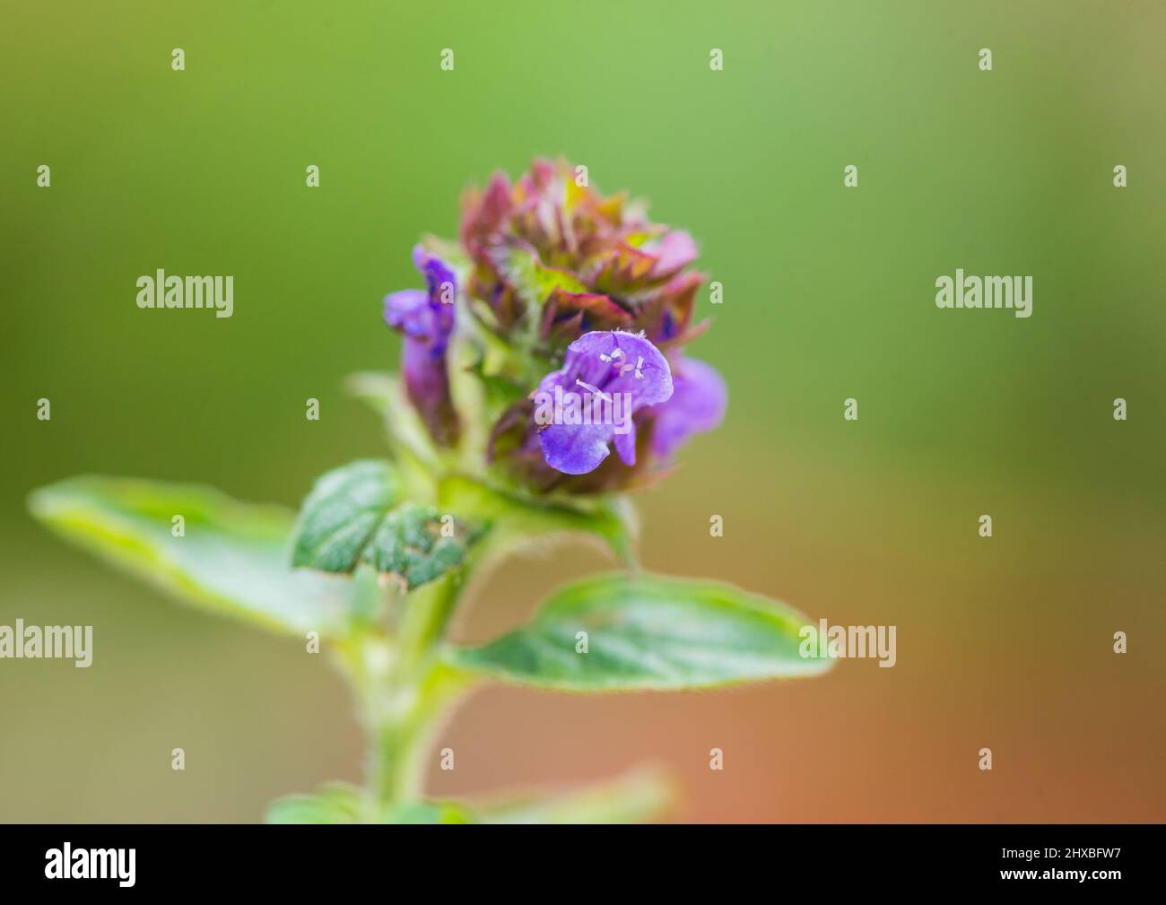 Photo macro d'une tête de fleur autocicatrelle commune. Banque D'Images