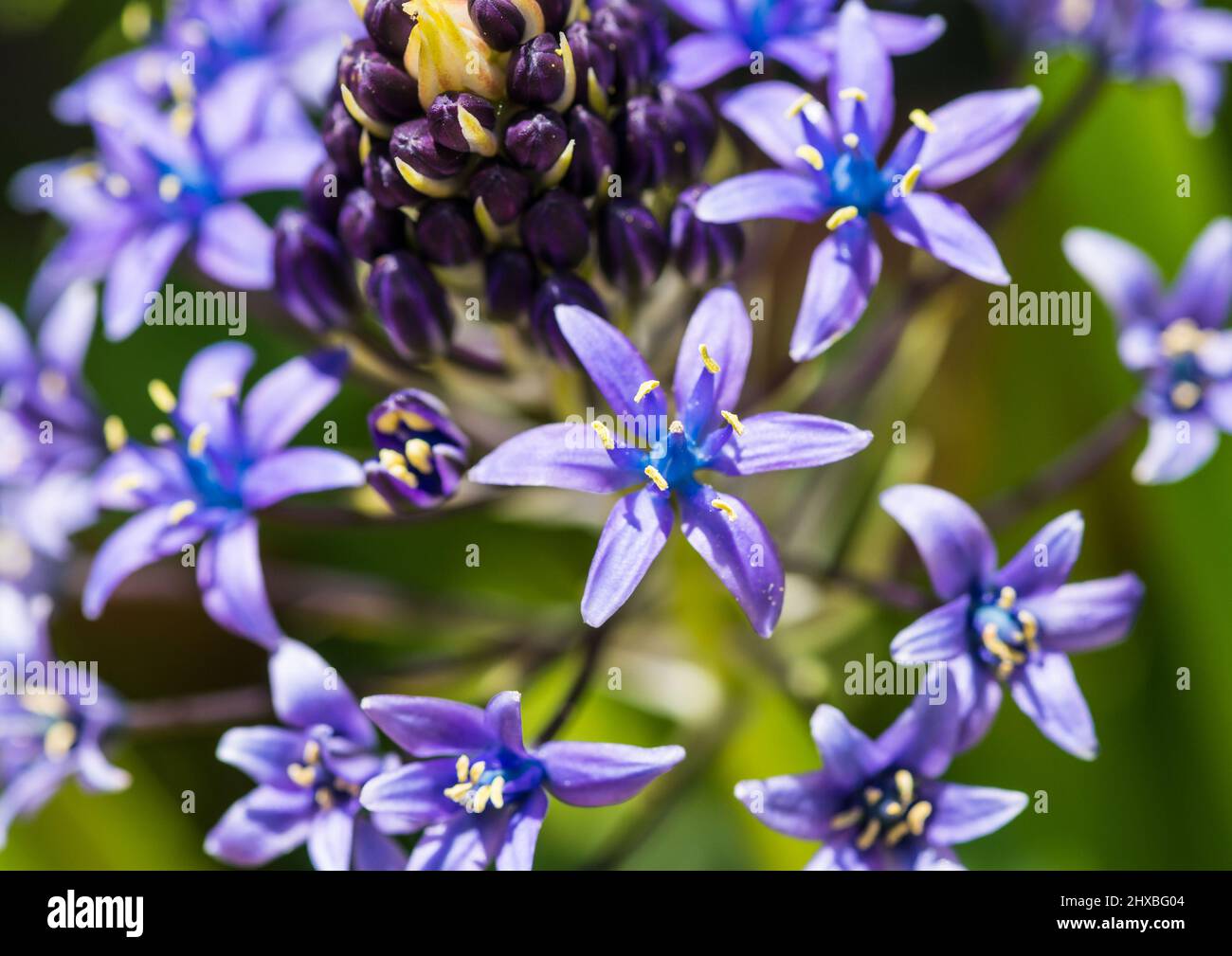 Photo macro d'une fleur de bourde bleu portugais. Banque D'Images