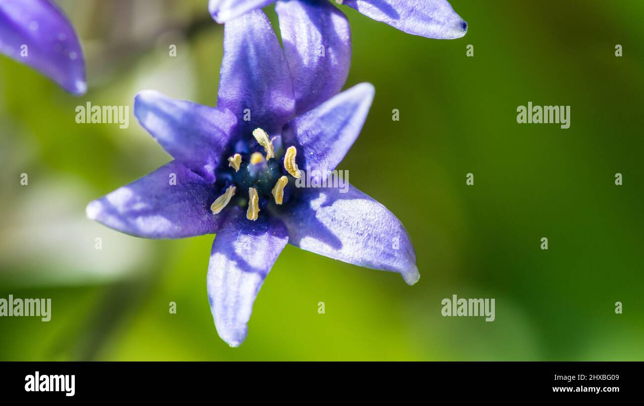 Photo macro d'une fleur de bourde bleu portugais. Banque D'Images