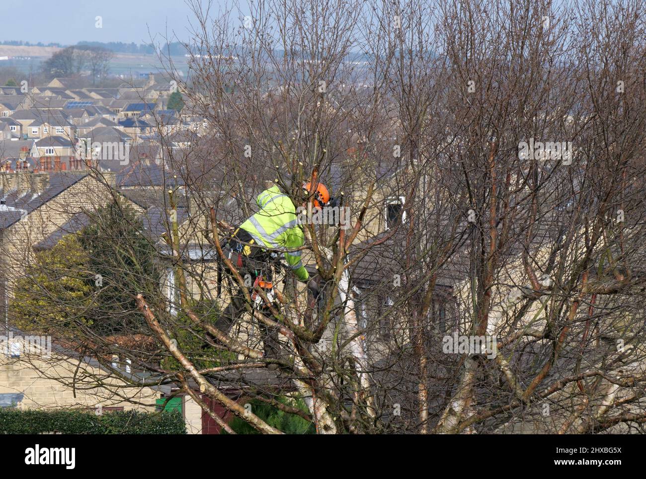 Homme dans des hauts et des casques de sécurité coupant et déchiquetant des branches d'arbre Banque D'Images