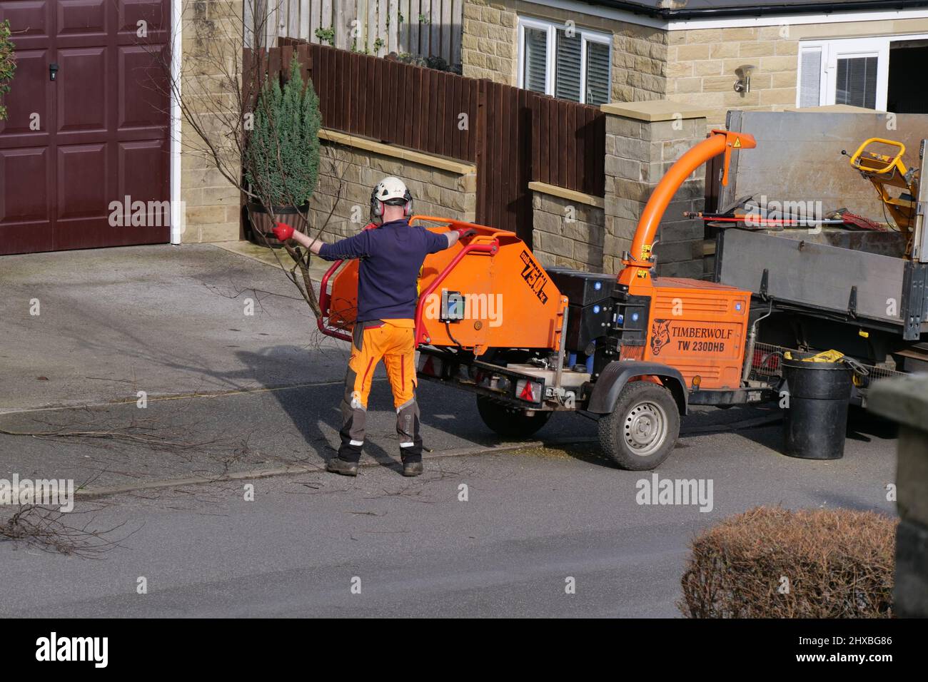 Homme dans des hauts et des casques de sécurité coupant et déchiquetant des branches d'arbre Banque D'Images