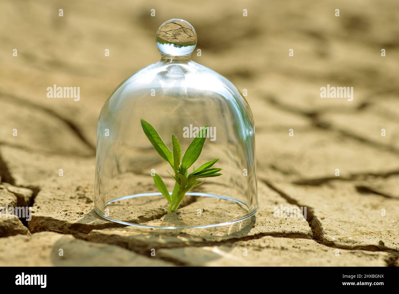 Culture de plantes dans un verre sur une terre sèche fissurée.le concept de protection de l'environnement ou le réchauffement de la planète. Banque D'Images
