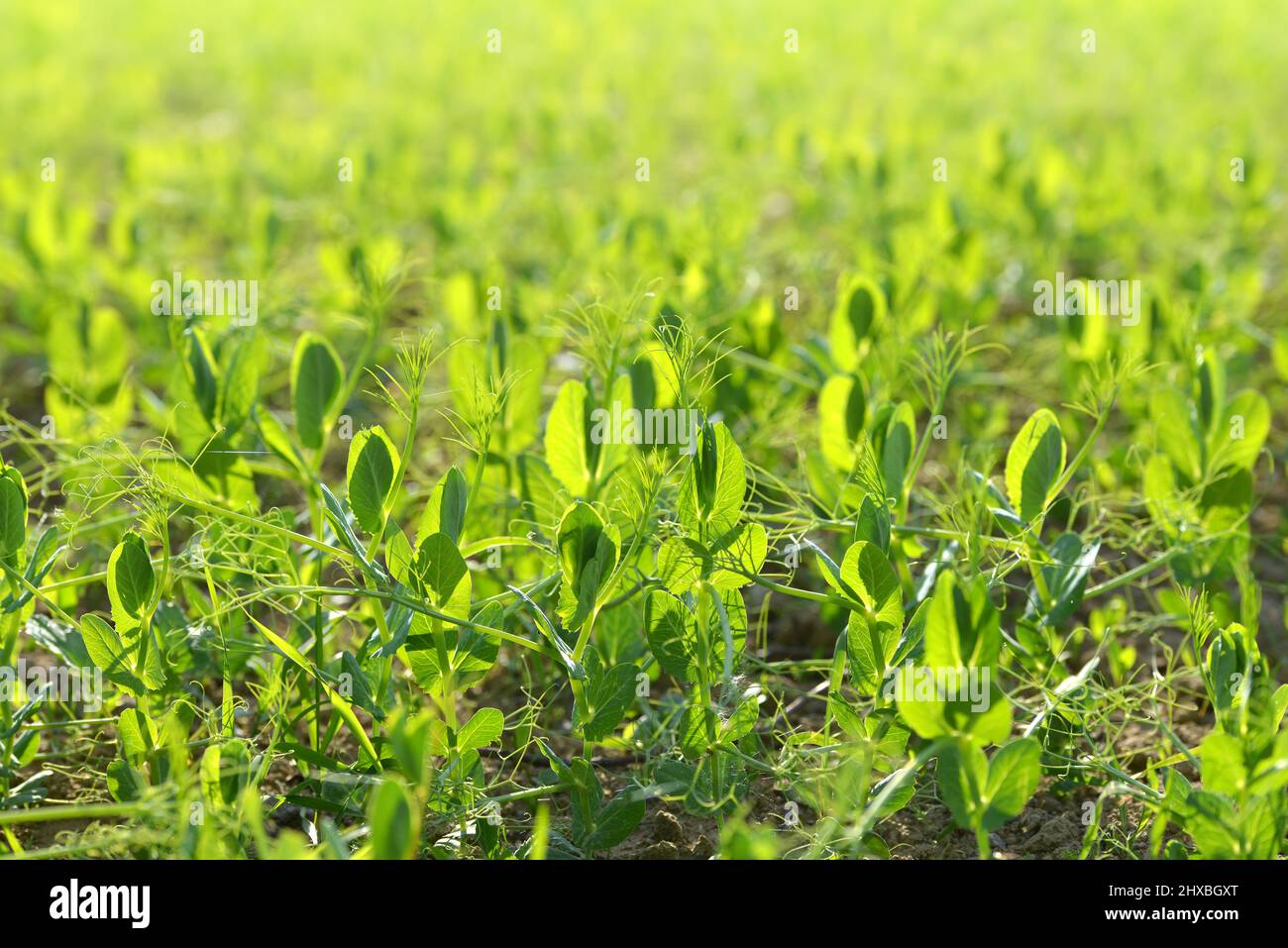 Jeune plante de pois poussant sur le terrain. Saison de printemps. Banque D'Images