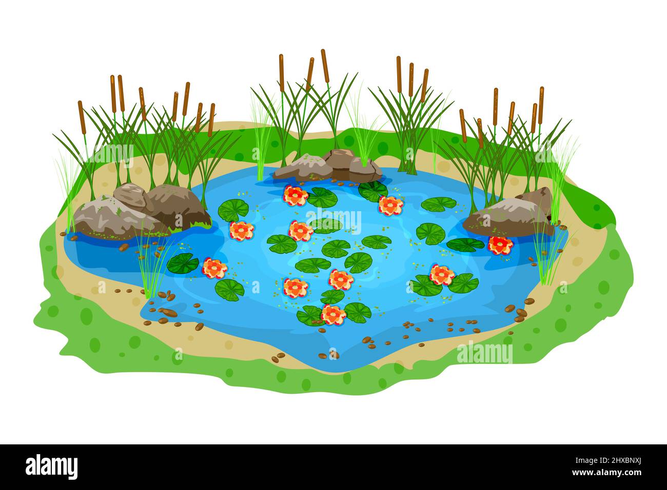 Petit étang bleu avec des nénuphars, des plantes de taupe et des pierres sur fond blanc isolé.réservoir d'eau ovale pour la conception de paysage.Illustration vectorielle Illustration de Vecteur