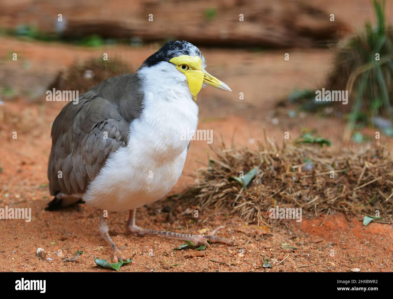 lapwing masqué (Vanellus Miles), oiseau originaire d'Australie. Banque D'Images