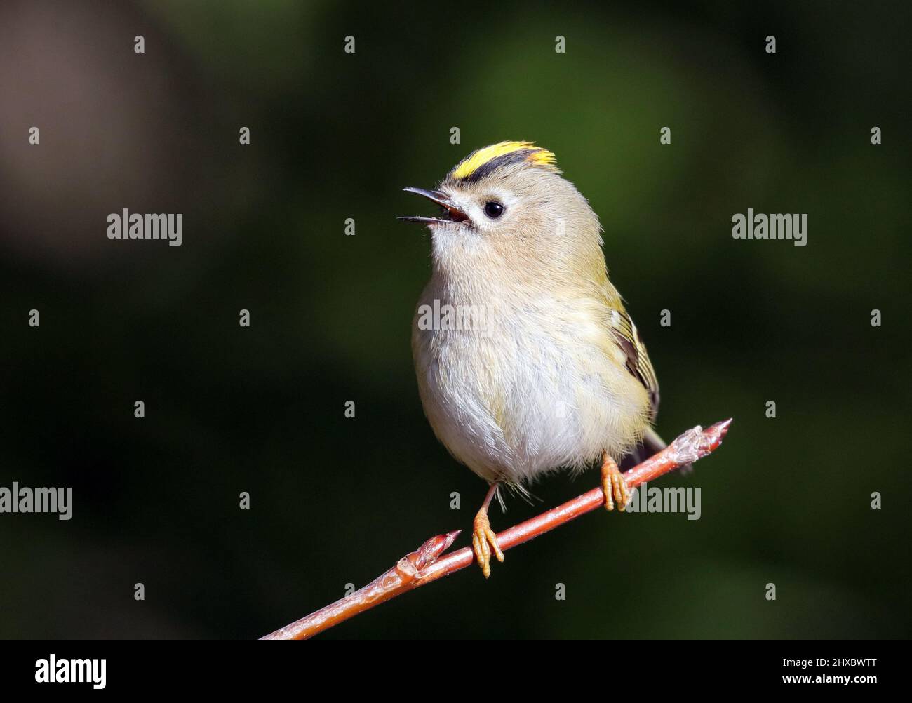 Goldcrest, Regulus regulus Banque D'Images