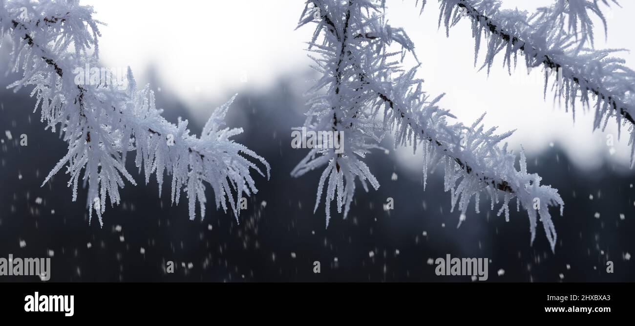 Faire du givre sur les branches de l'arbre. Hiver nature fond. Banque D'Images