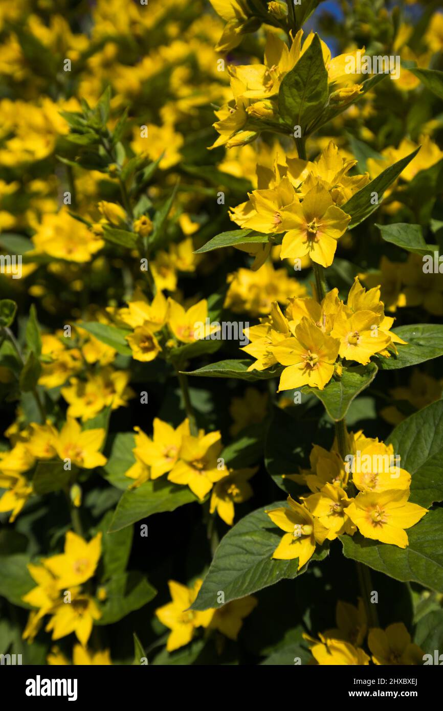 Lysimachia punctata. Fleurs de Loosestrife jaune en été. Jardinage au Royaume-Uni. Banque D'Images