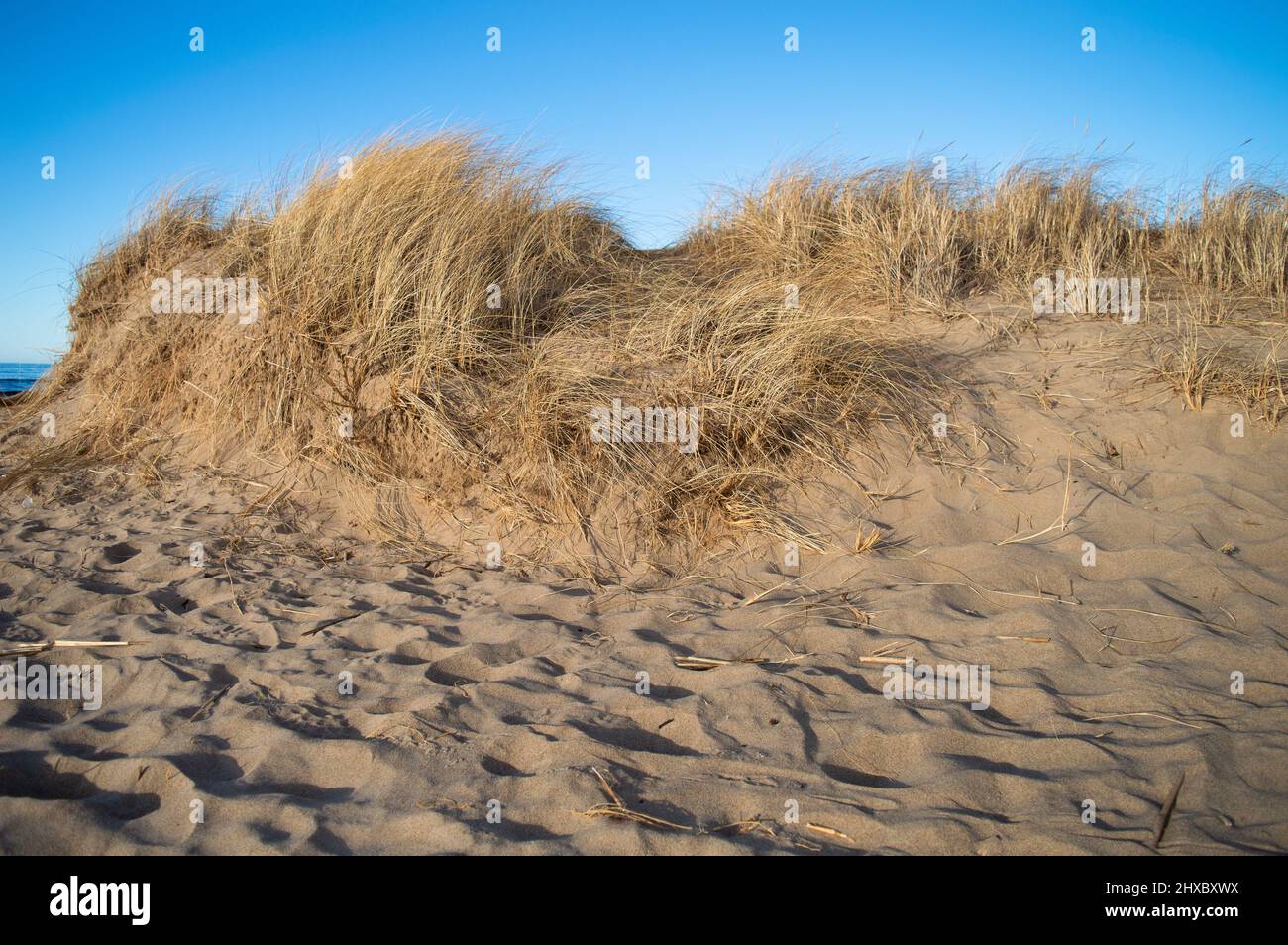 Plage de sable et herbe sèche au bord de la mer Banque D'Images