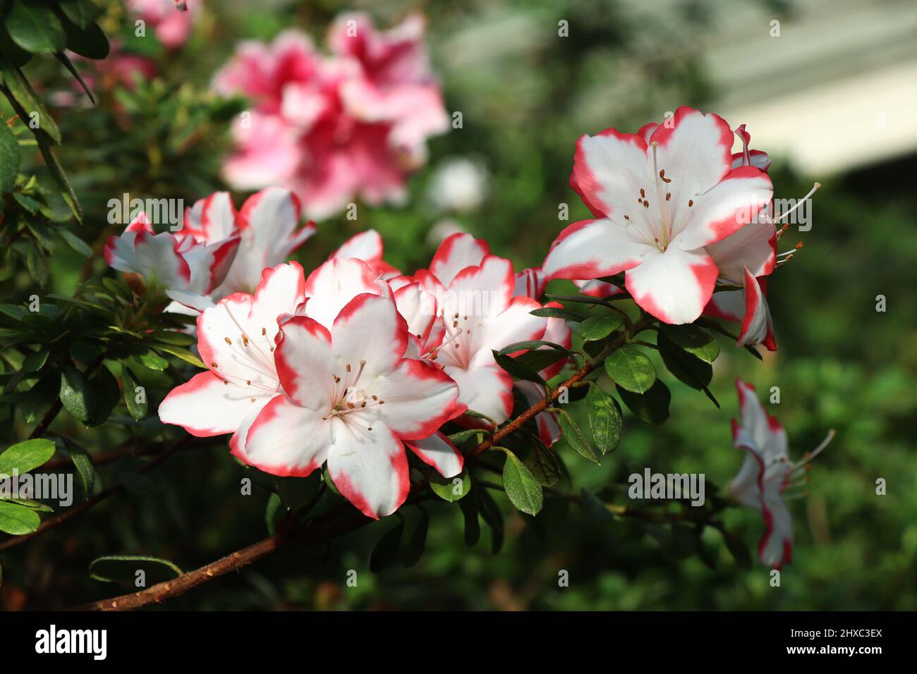 Couleur kitschy hybrides d'azalea blanc et rouge Banque D'Images