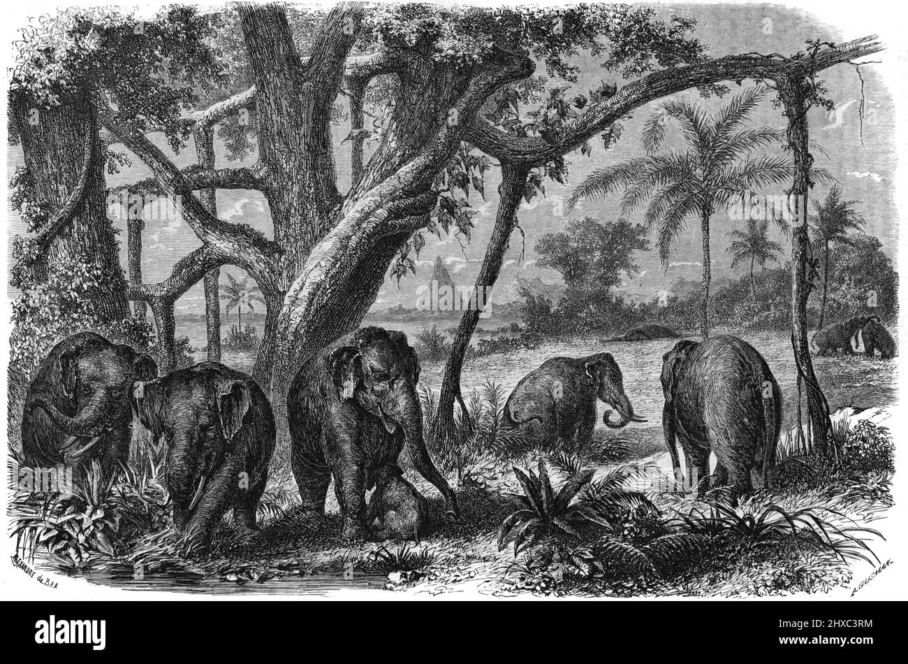 Eléphants sri lankais, éléphants maximus ou éléphants asiatiques au Sri Lanka ou au Ceylan. Illustration ancienne ou gravure 1860. Banque D'Images