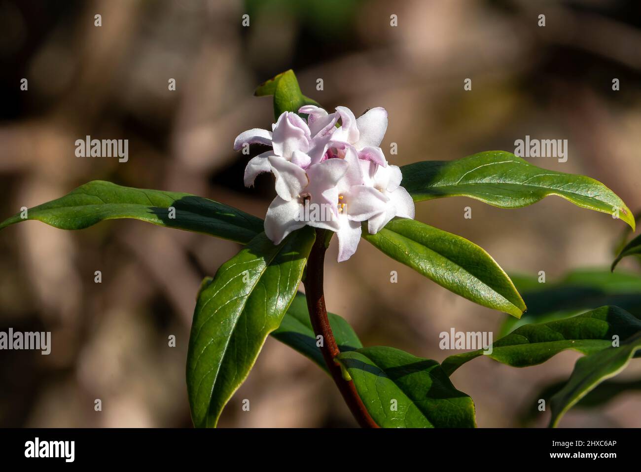 Daphne bolua 'Jacqueline Postill' un arbuste à fleurs d'hiver et de printemps à feuilles persistantes avec une fleur de printemps rose, image de stock photo Banque D'Images
