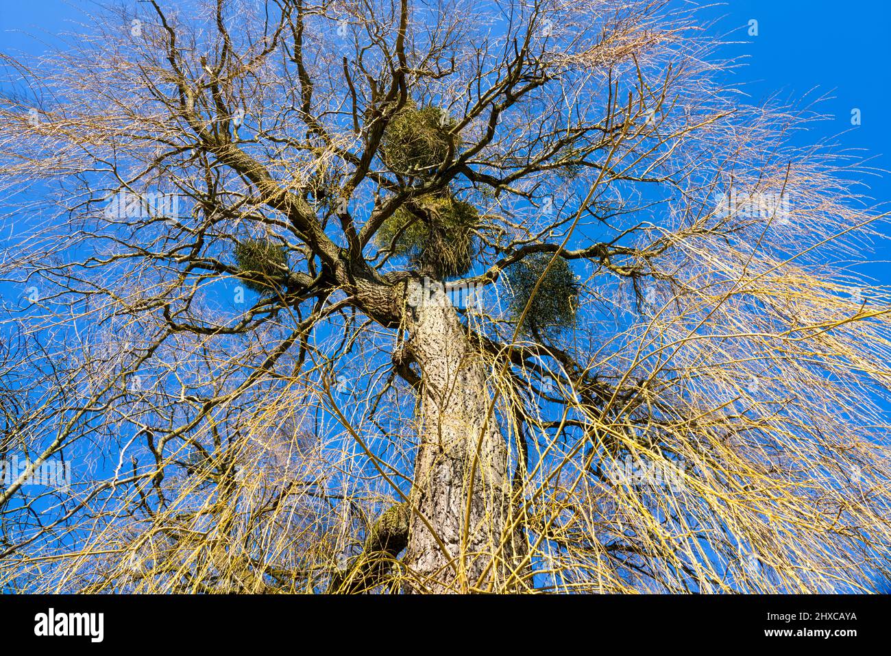 Babylone saule avec des mistletoes, printemps, domaine d'État Beberbeck, Hofgeismar, quartier de Kassel, Hesse, Allemagne Banque D'Images
