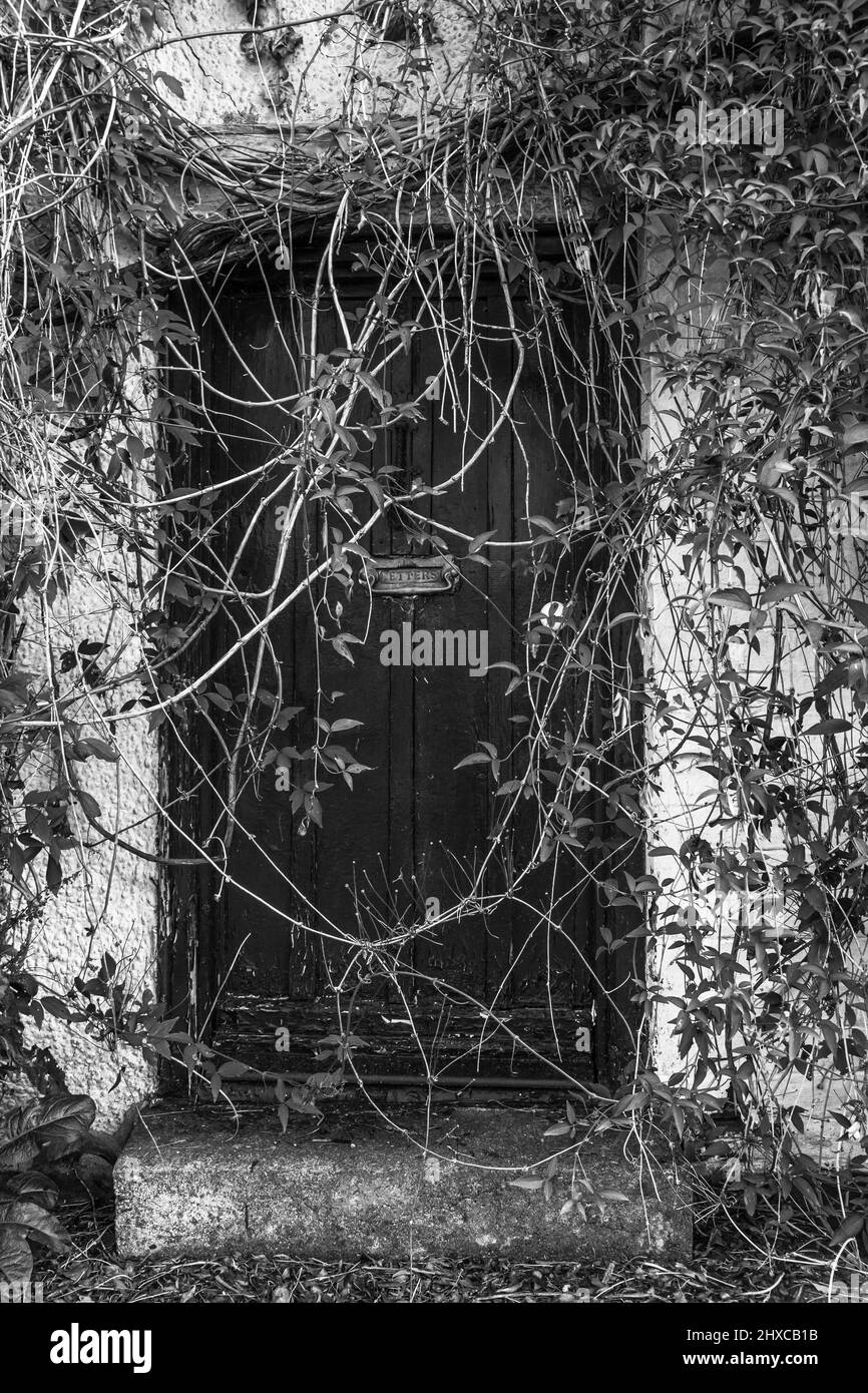 Ancienne porte de cottage noire rendue inaccessible par un feuillage arbuste surcultivé Banque D'Images