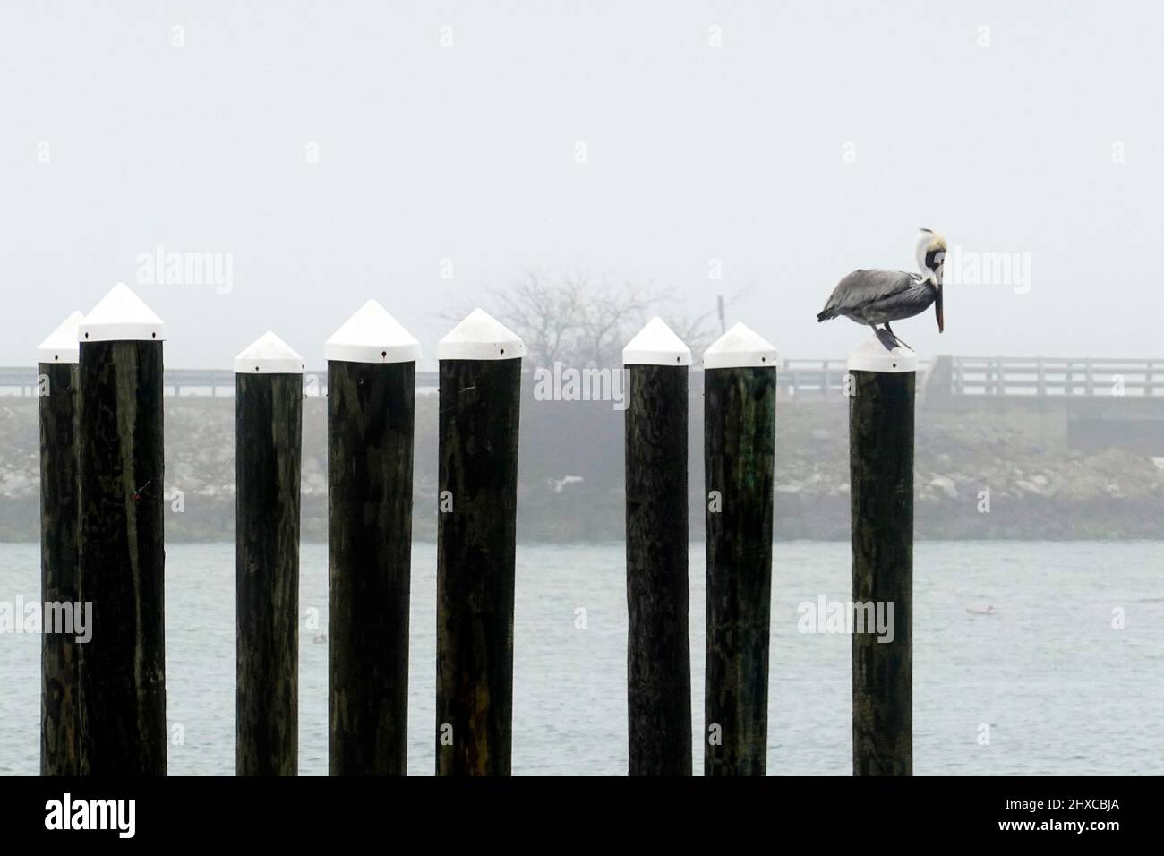 Sauvagine reposant sur les piliers de la rivière à Hampton Virginia Banque D'Images