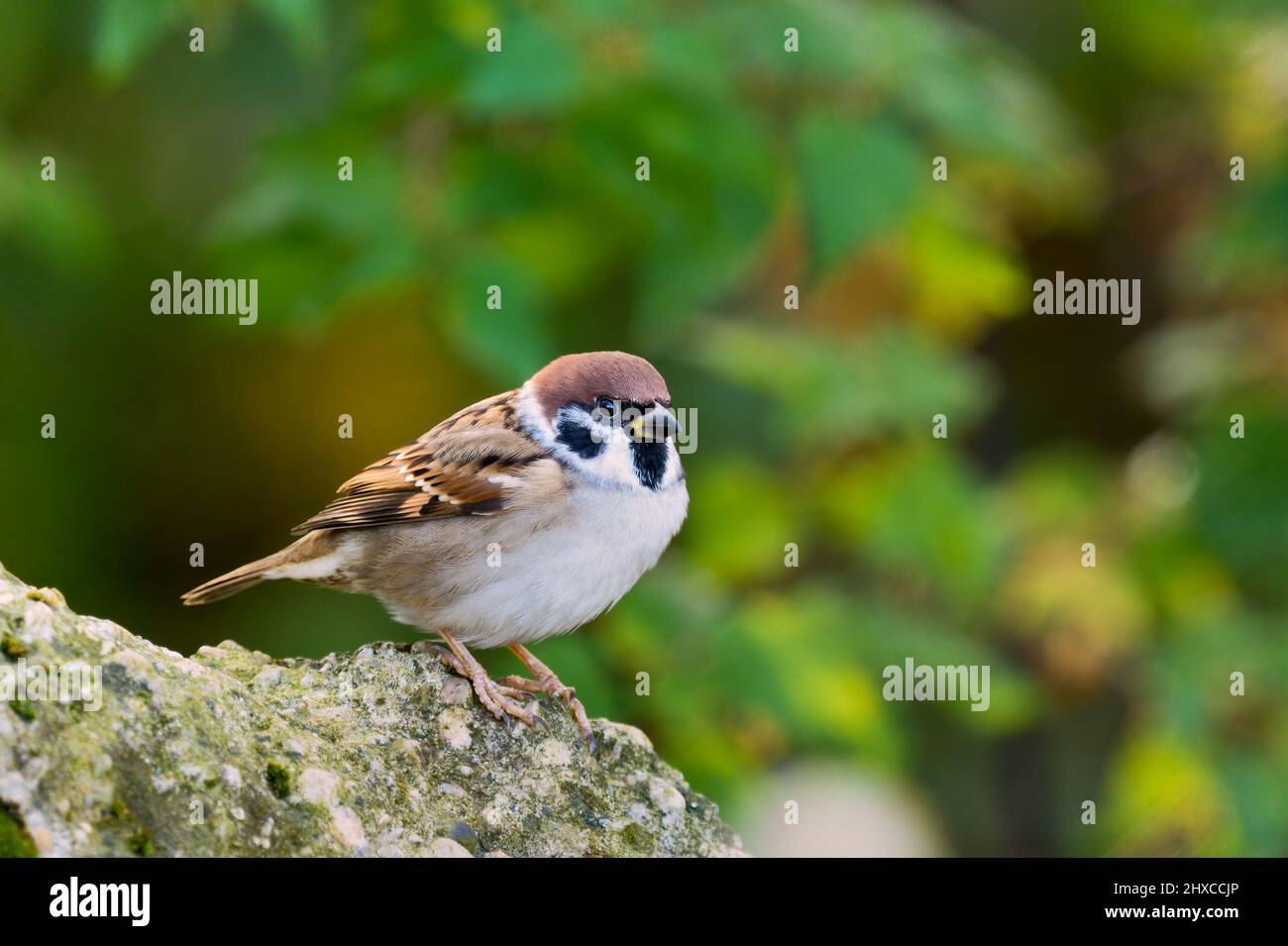 Arbre de sparrow assis immobile sur une pierre. Vue latérale, gros plan. Arrière-plan vert naturel flou, espace de copie. Genre Passer montanus. Slovaquie. Banque D'Images