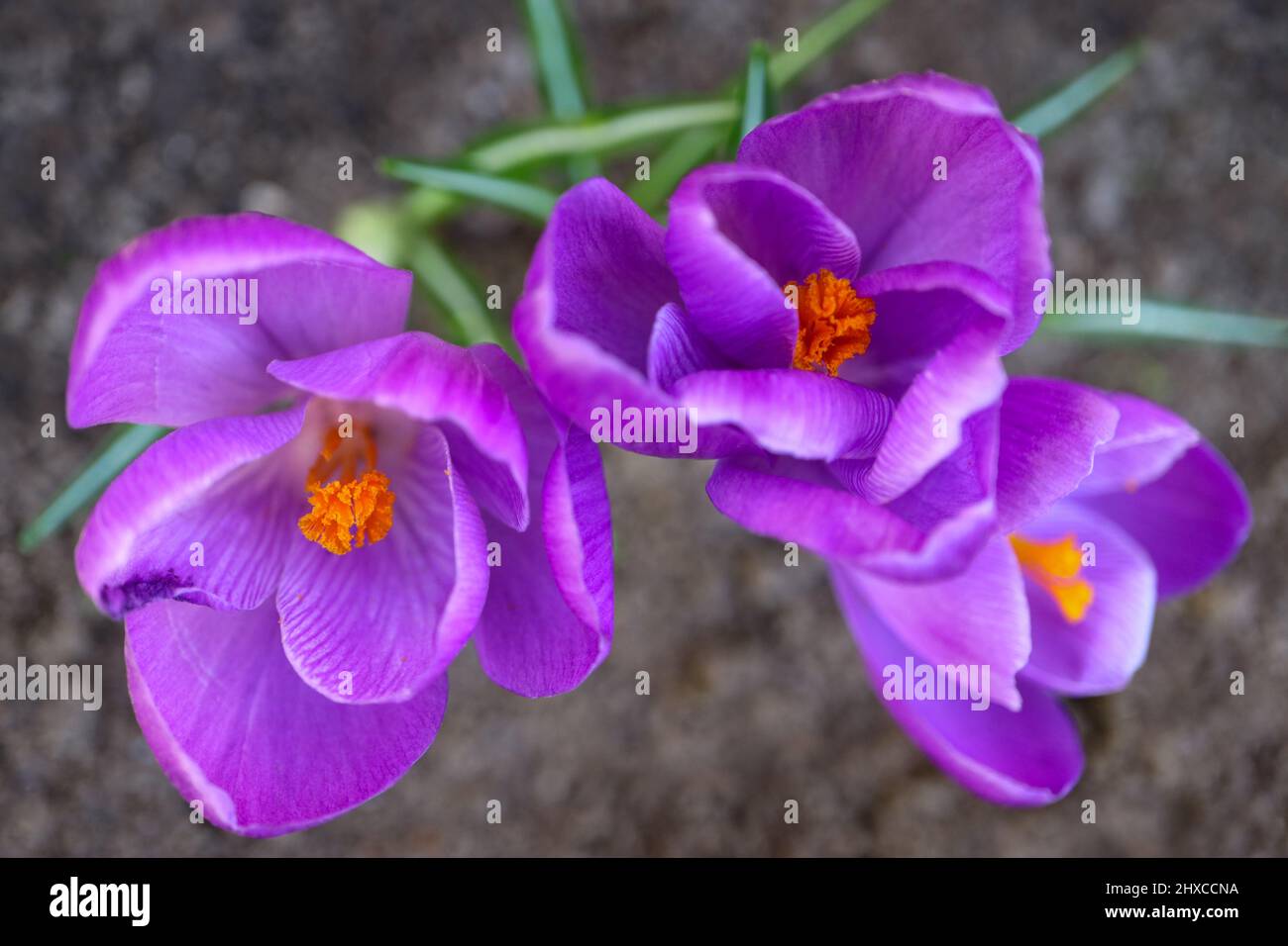 Crocuses pourpres avec des pétales délicats et des étamines jaunes, crocuses pourpres en fleurs dans le jardin, fleurs de printemps macro, tête de fleur, photo florale, ma Banque D'Images