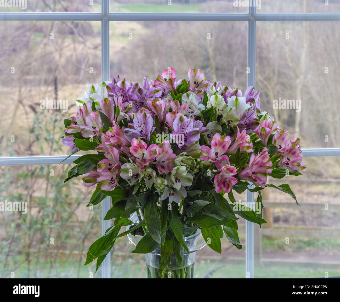 Gros plan de fleurs d'alstroemeria dans un vase sur un seuil de fenêtre. Banque D'Images