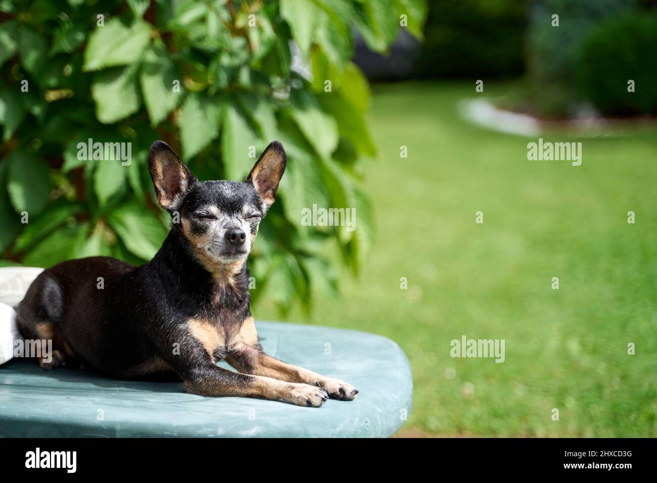 Le chien terrier endormi est situé sur une chaise longue dans le jardin Banque D'Images