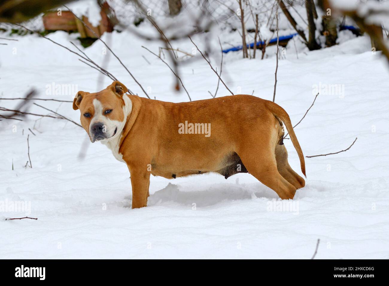 magnifique chien d'amstaff dans la forêt d'hiver. Mode de vie actif, randonnée et trekking avec les animaux en saison froide, emportant des chiens sur de longues promenades. Banque D'Images