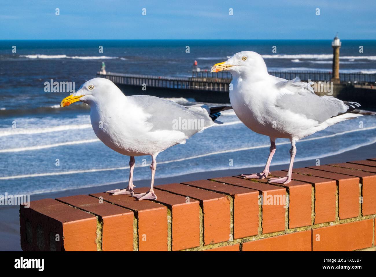 mouette,mouette,mouette,mouette,mouette,sur,mur,brique,sur,côte,littoral,station,balnéaire,de,Whitby,Yorkshire,Angleterre,anglais,Royaume-Uni,GB,Grande-Bretagne,Europe, Banque D'Images