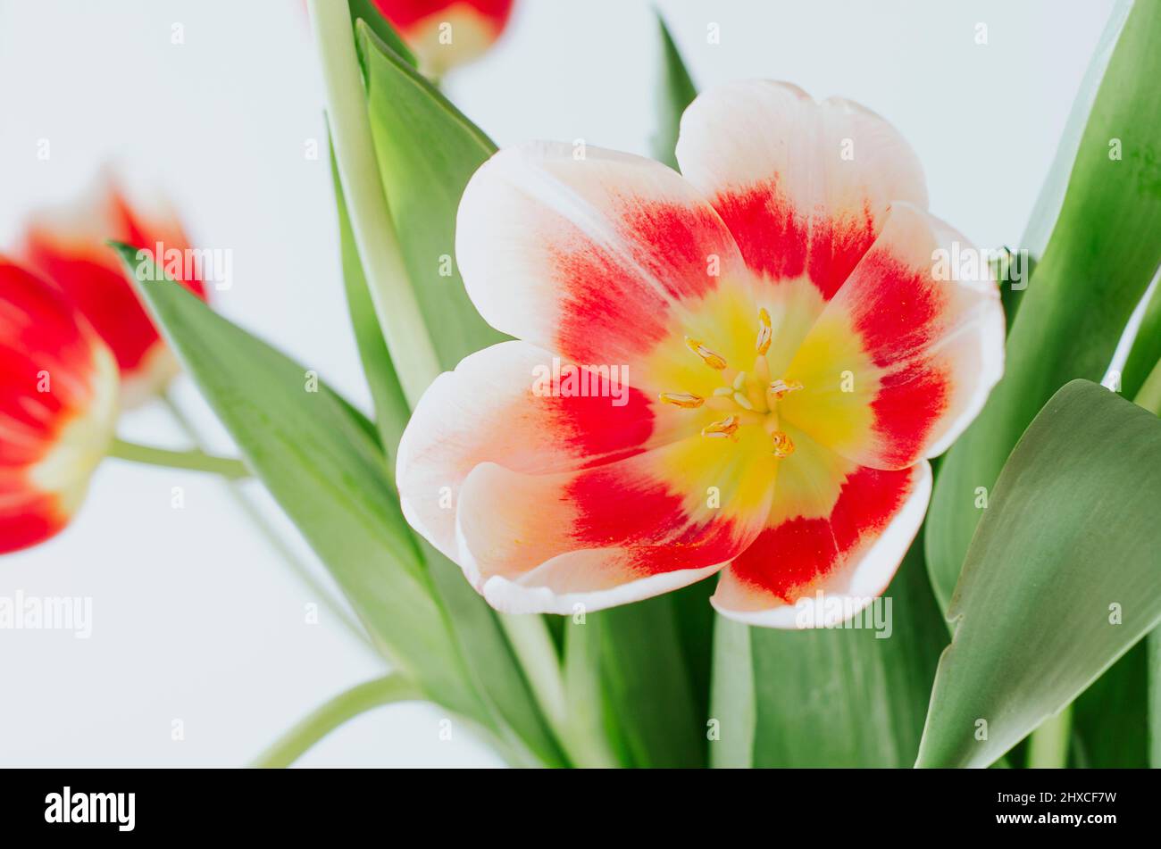 Faible profondeur de champ gros plan délicat de tulipe rouge blanche dans le bouquet sur fond blanc Banque D'Images