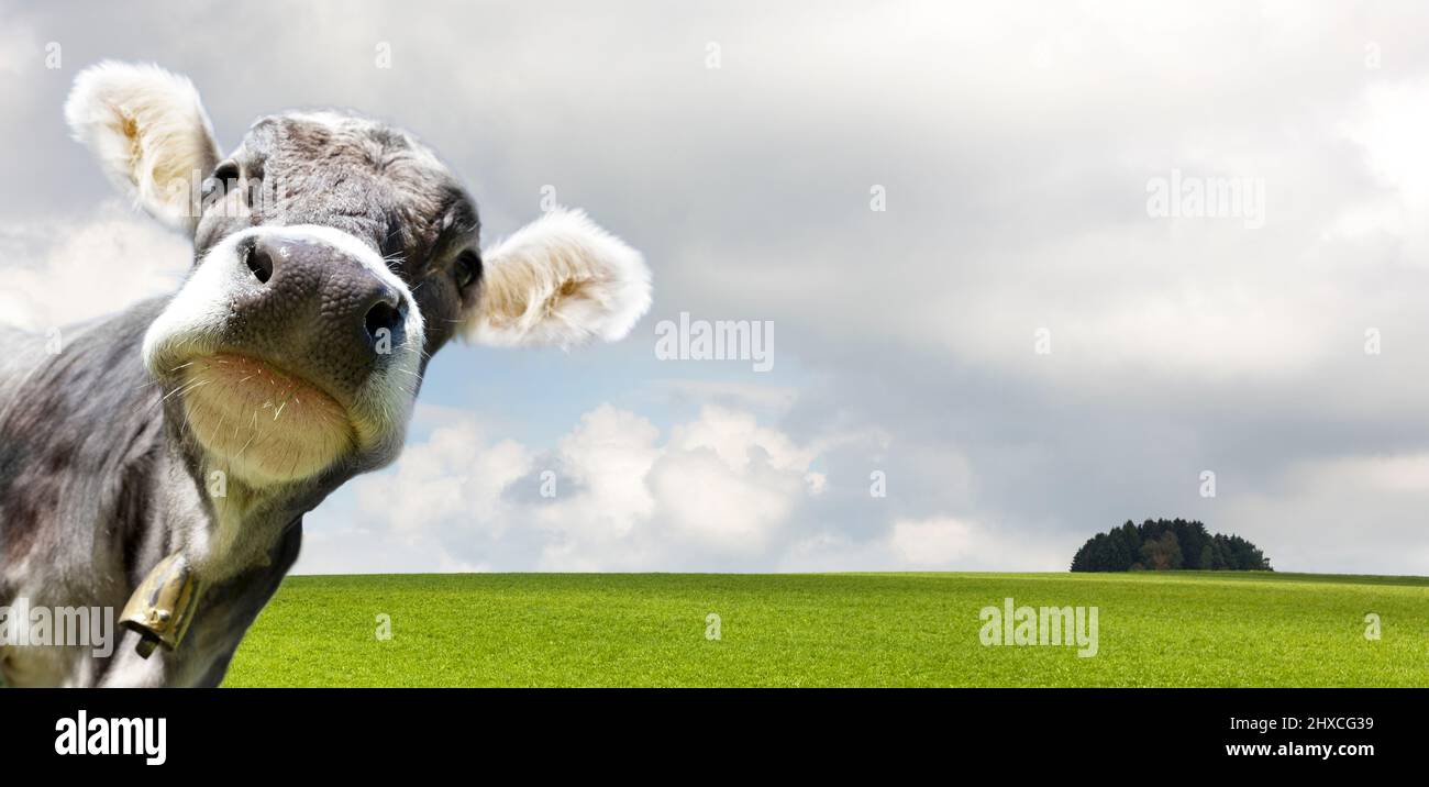 La jeune vache sur un pâturage regarde directement dans la caméra Banque D'Images