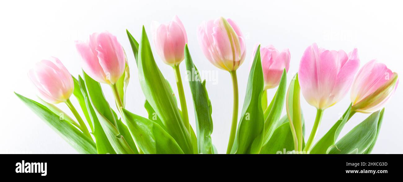 Bouquet de tulipes roses Banque D'Images