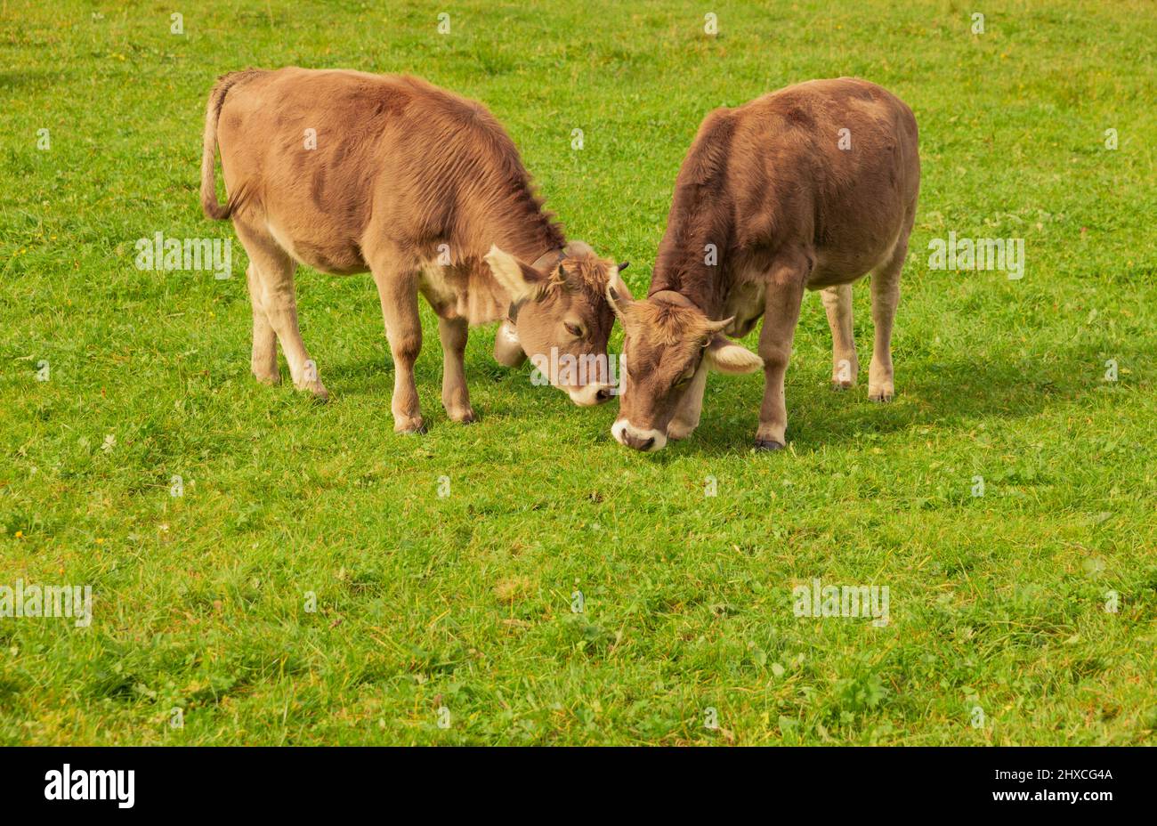 Deux jeunes vaches dans un pâturage jouant l'une avec l'autre Banque D'Images