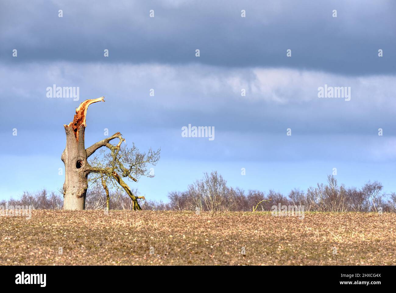 Un arbre solitaire endommagé pendant les tempêtes hivernales se trouve sur le bord d'un champ du Hampshire Banque D'Images