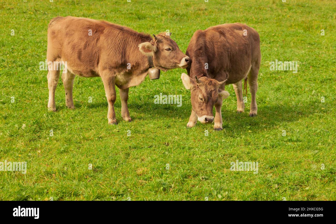 Deux jeunes vaches dans un pâturage jouant l'une avec l'autre Banque D'Images