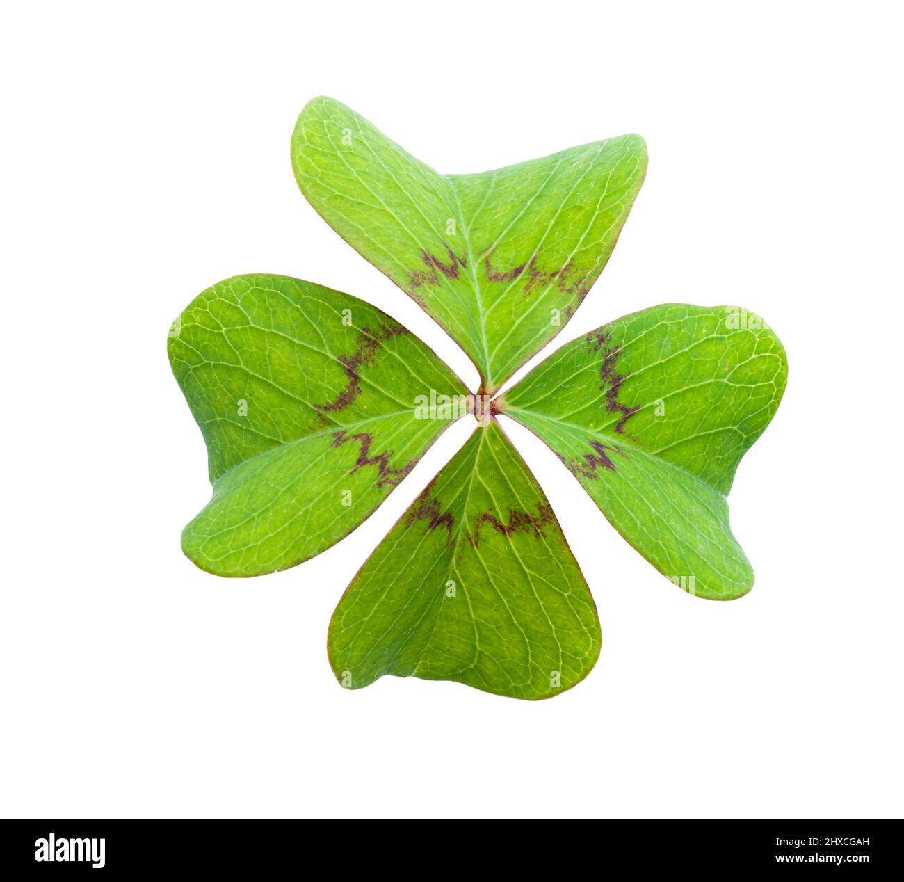 Four leaf clover isolé sur fond blanc Banque D'Images