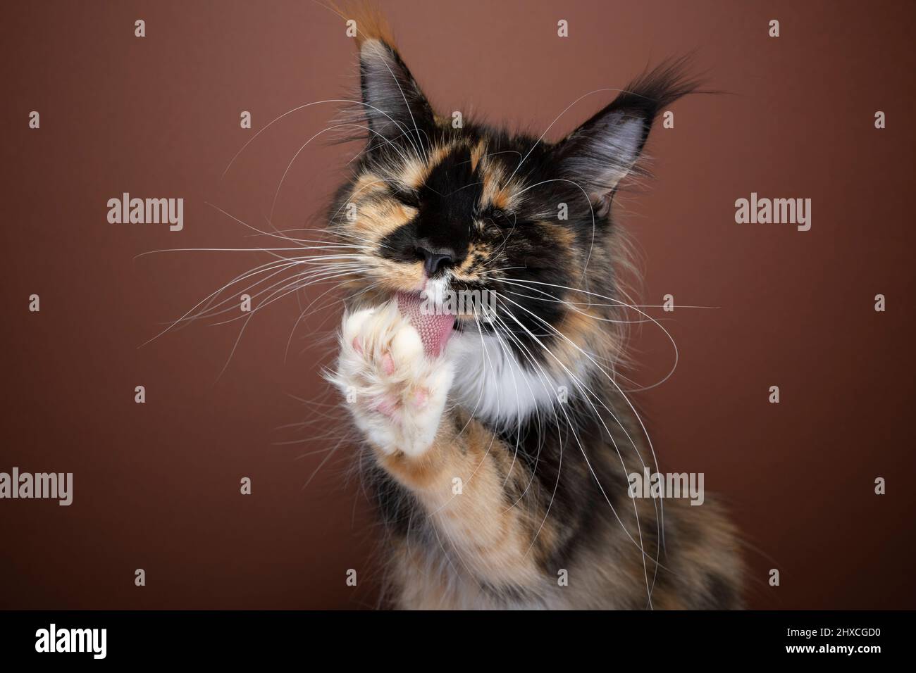 Tortie molletonnée blanc Maine Coon chat avec longs whiskers toilettage fourrure licking paw sur fond brun Banque D'Images