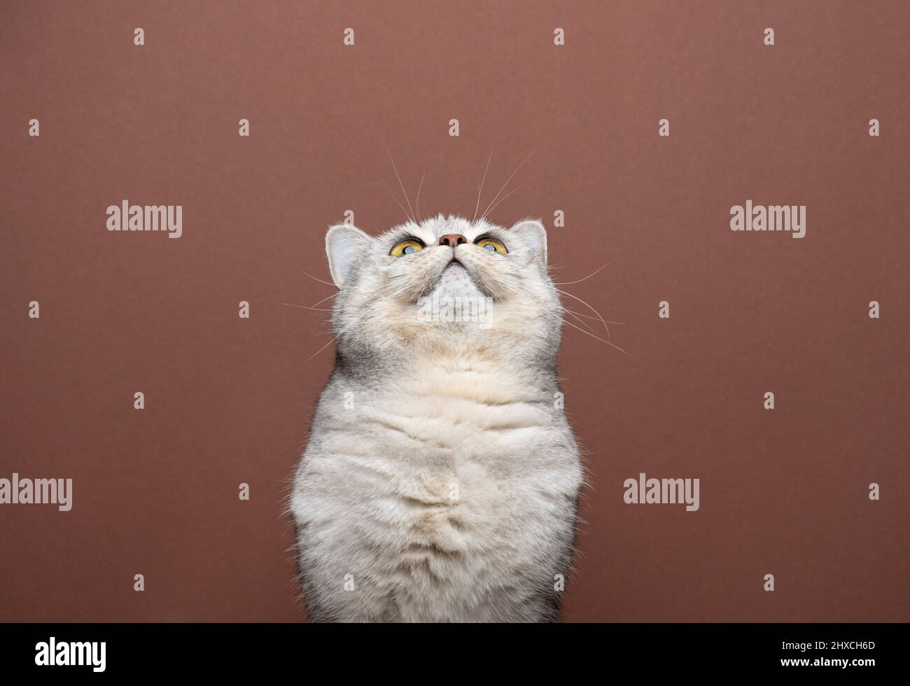 un joli petit chat britannique qui regarde l'espace de copie sur fond marron Banque D'Images