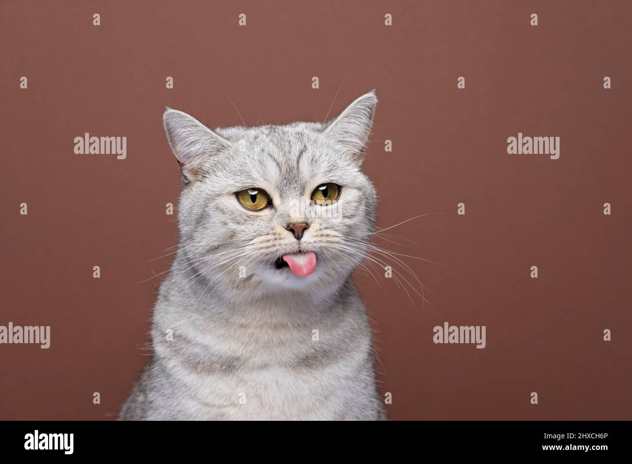 joli petit chat britannique doux collant hors de la langue portrait sur fond marron avec espace de copie Banque D'Images