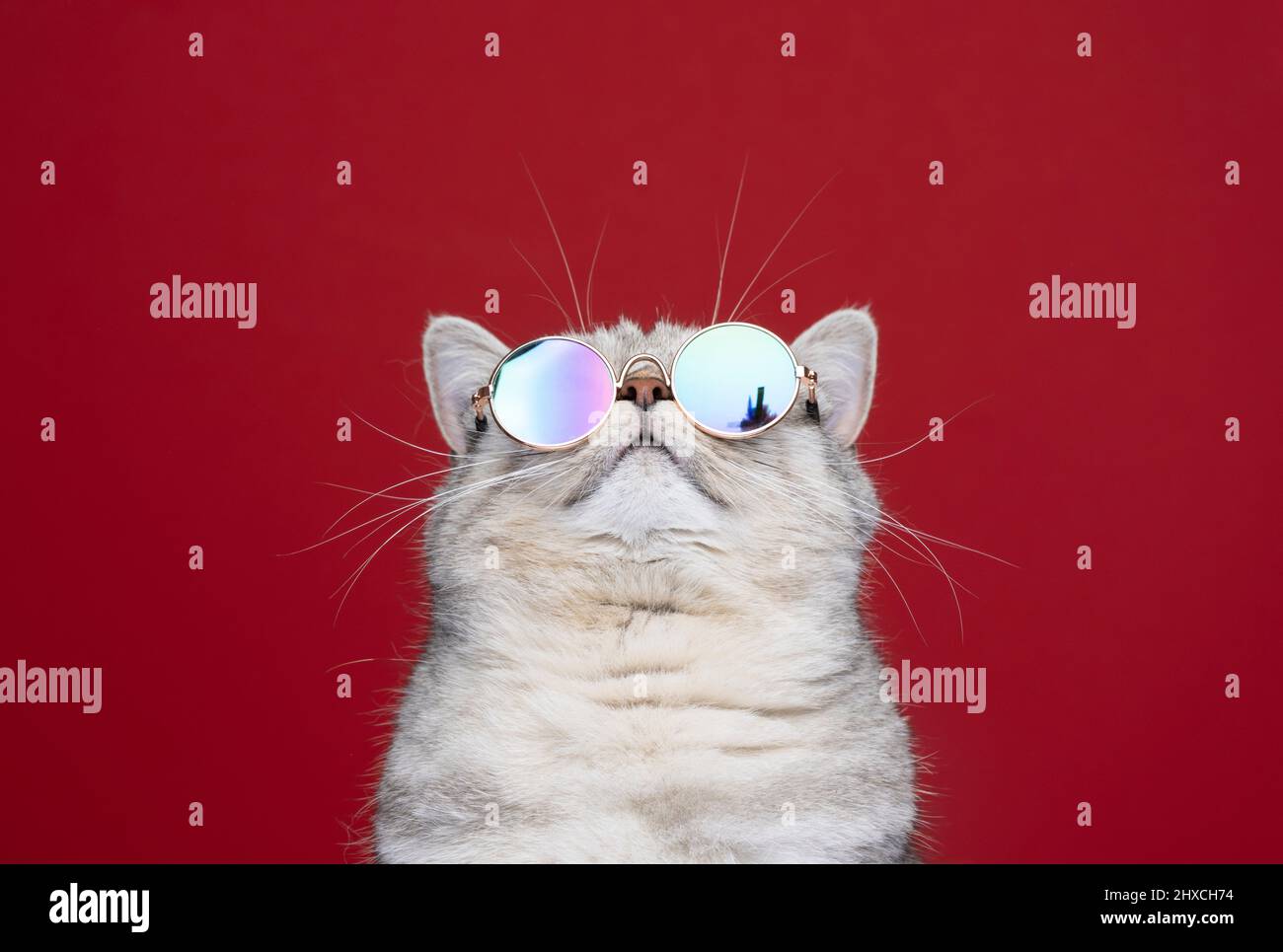 cool british shorthair chat portant des lunettes de soleil regardant vers le haut de l'espace de copie portrait sur fond rouge Banque D'Images
