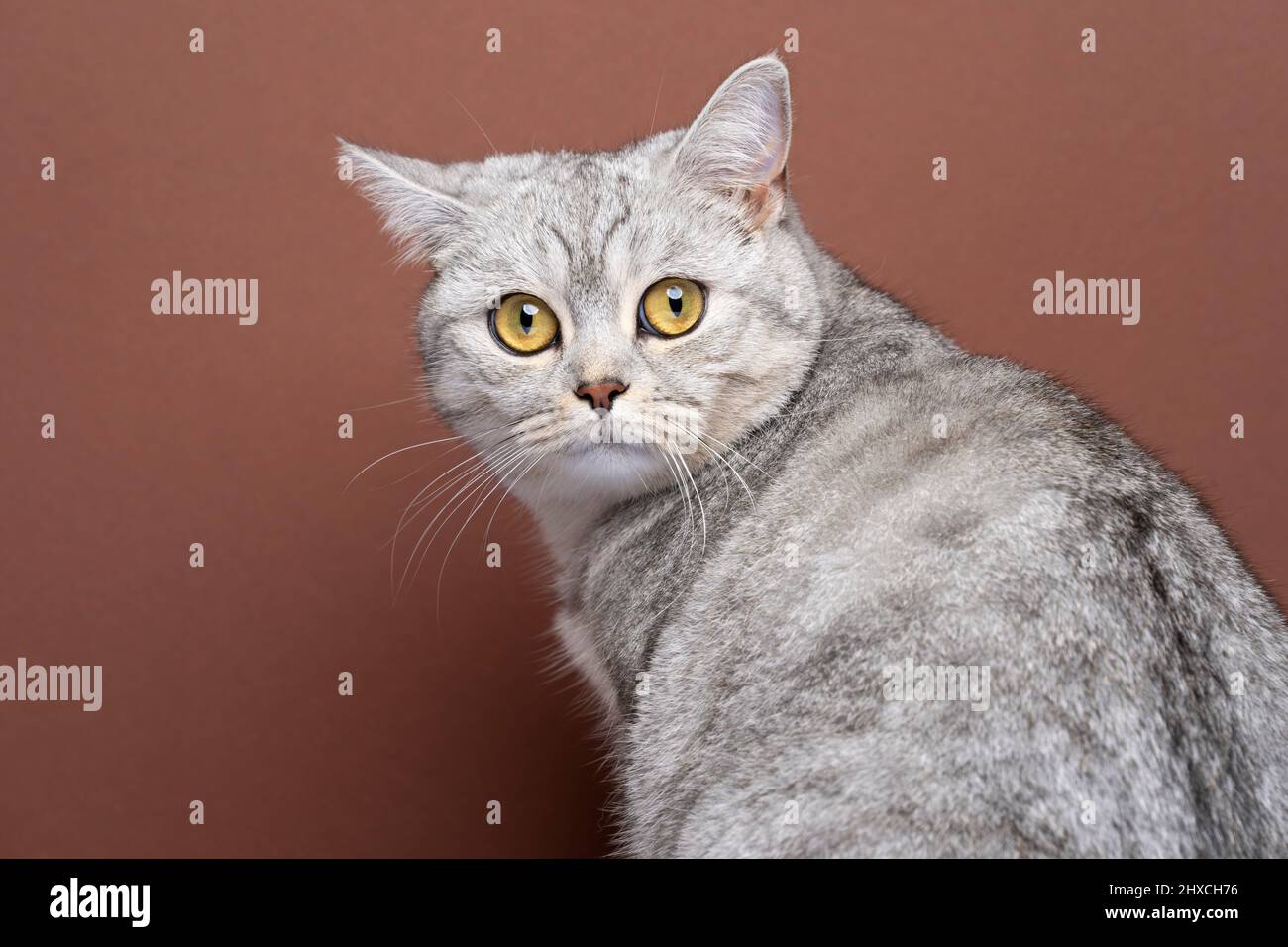 joli petit chat britannique qui regarde vers l'arrière sur l'épaule portrait sur fond marron avec espace de copie Banque D'Images