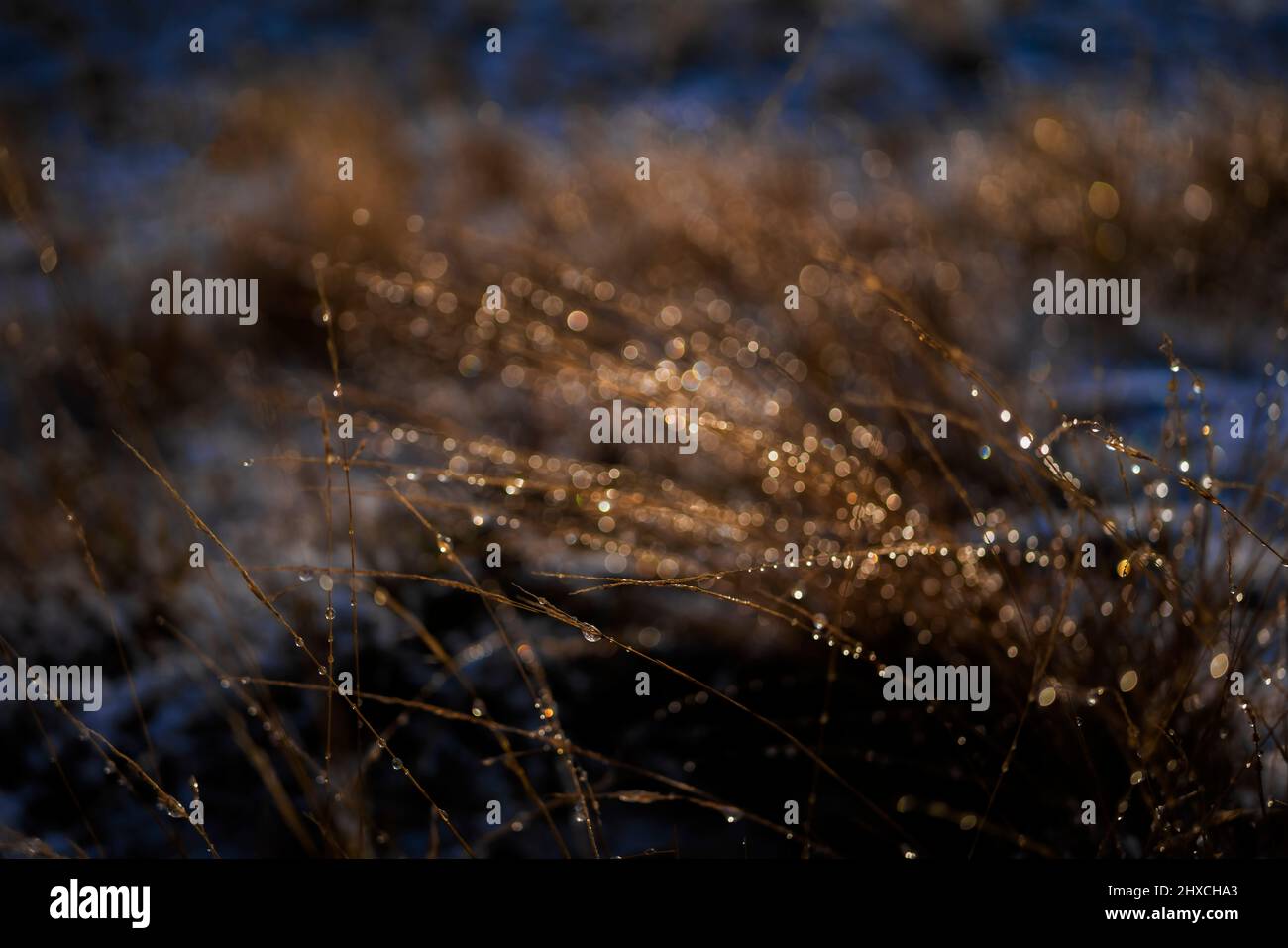 Herbe sauvage humide le matin dans la nature, très peu profonde profondeur de champ, magnifique bokeh avec des cercles de lumière rayonnants Banque D'Images