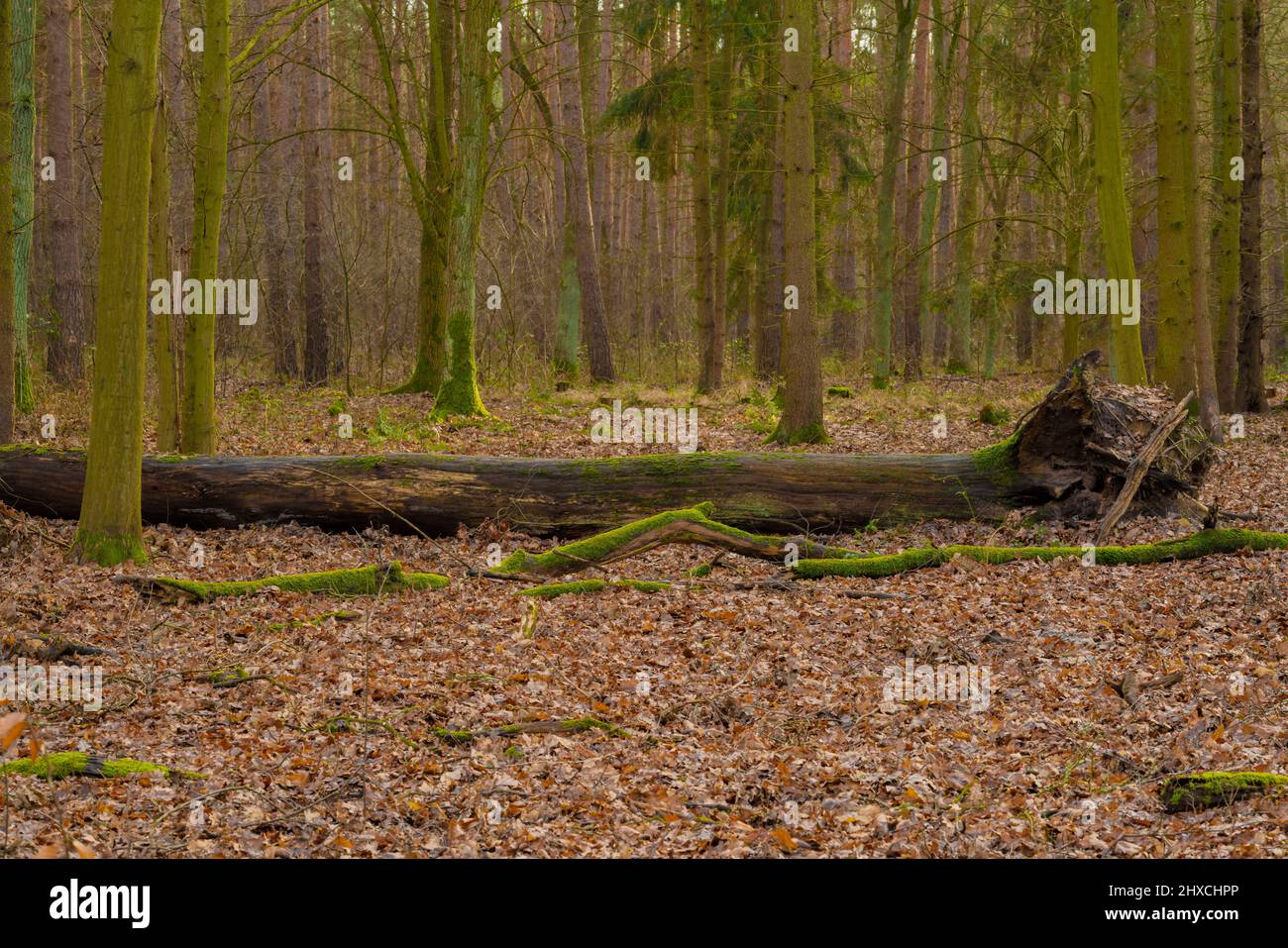 Le grand tronc d'arbre ancien repose sur le sol de la forêt Banque D'Images
