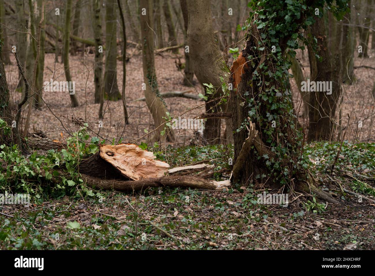 Allemagne, Luckenwalde, février 17th 2022, tempête de dégâts d'aujourd'hui, tronc d'arbre brisé Banque D'Images
