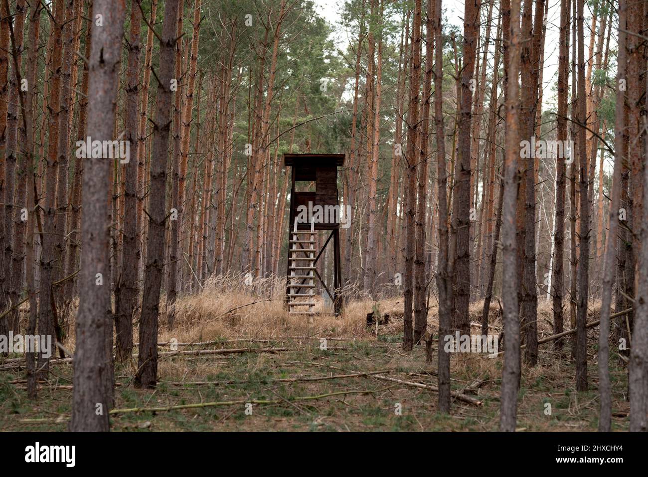Siège haut en bois caché pour un chasseur dans une forêt, faible profondeur de champ, bokeh mou Banque D'Images