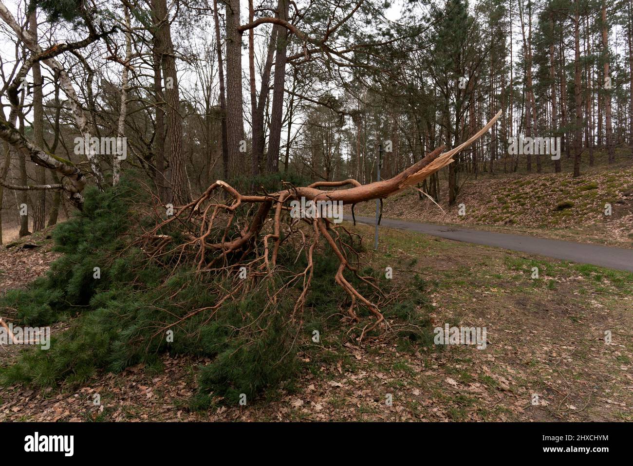 Dommages causés par une tempête, grande branche cassée d'un pin après une tempête Banque D'Images
