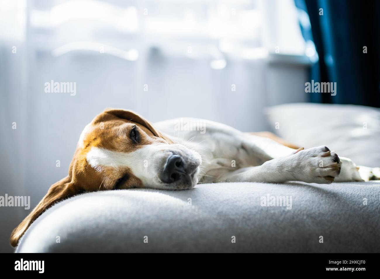 Chien de compagnie Adoult chien de compagnie Beagle dormant à la maison sur le canapé. Banque D'Images