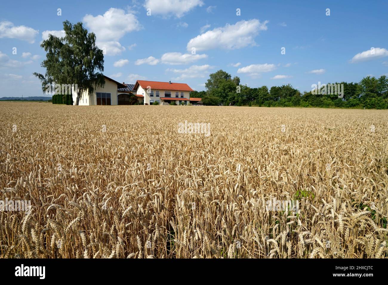 Allemagne, Bavière, haute-Bavière, Comté d'Altötting, agriculture, champ de blé, ferme Banque D'Images