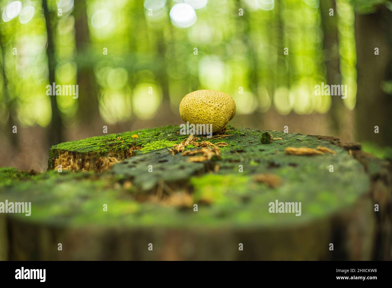 Magnifique champignon enchanteur en automne dans une forêt de conte de fées, bokeh circulaire abstrait Banque D'Images